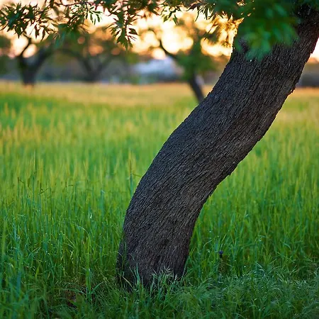 Alloggio per agriturismo Masseria Ciavea *