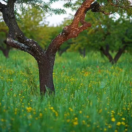 Masseria Ciavea Alloggio per agriturismo Gioia Del Colle