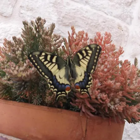 Alloggio per agriturismo Masseria Ciavea