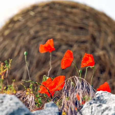Alloggio per agriturismo Masseria Ciavea